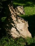 image of grave number 10745